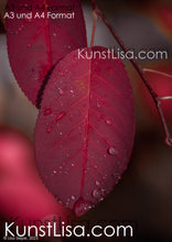 Lade das Bild in den Galerie-Viewer, Front-Ansicht-rotes-Blatt-mit-Wassertropfen-benetzt-an-Zweig-vom-Baum-hängend-Makro-Nahaufnahme-Herbst-in-Deutschland-Format-A3-umd-A4