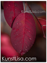 Lade das Bild in den Galerie-Viewer, Naturfotografie "Blatt im Herbst" - Deutschland