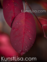 Lade das Bild in den Galerie-Viewer, Front-Ansicht-rotes-Blatt-mit-Wassertropfen-benetzt-an-Zweig-vom-Baum-hängend-Makro-Nahaufnahme-Herbst-in-Deutschland