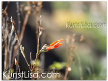Lade das Bild in den Galerie-Viewer, Naturfotografie "Rote Blüte Salvia Haenkei " - Peru