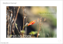Lade das Bild in den Galerie-Viewer, Detailaufnahme-von-roter-Blüte-einer-Salbeigattung-Salvia-haenkei-vor-hellem-Hintergrund-Natur-in-Peru-Format-35x50cm