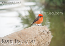 Lade das Bild in den Galerie-Viewer, Seitenansicht-von-rotem-Vogel-Galapagos-Rubintyrann-auf-Palmen-Baumstamm-bei-der-Huacachina-Oase-in-Peru-Format-A3-und-A4