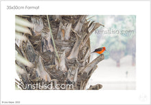 Lade das Bild in den Galerie-Viewer, Seitenansicht-von-rotem-Vogel-Galapagos-Rubintyrann-auf-Palme-bei-der-Huacachina-Oase-in-Peru-Format-35x50cm