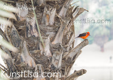 Lade das Bild in den Galerie-Viewer, Seitenansicht-von-rotem-Vogel-Galapagos-Rubintyrann-auf-Palme-bei-der-Huacachina-Oase-in-Peru-Format-A3-und-A4
