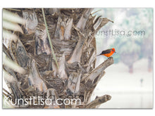 Lade das Bild in den Galerie-Viewer, Tierfotografie "Galapagos-Rubintyrann auf Palme" - Peru