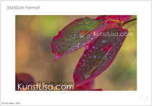 Lade das Bild in den Galerie-Viewer, zwei-bunte-Blätter-rot-grün-mit-Wassertropfen-benetzt-an-Zweig-vom-Baum-hängend-Makro-Nahaufnahme-Herbst-in-Deutschland-Format-35x50cm