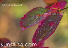 Lade das Bild in den Galerie-Viewer, zwei-bunte-Blätter-rot-grün-mit-Wassertropfen-benetzt-an-Zweig-vom-Baum-hängend-Makro-Nahaufnahme-Herbst-in-Deutschland-Format-A3-und-A4