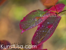 Lade das Bild in den Galerie-Viewer, zwei-bunte-Blätter-rot-grün-mit-Wassertropfen-benetzt-an-Zweig-vom-Baum-hängend-Makro-Nahaufnahme-Herbst-in-Deutschland