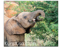Lade das Bild in den Galerie-Viewer, Tierfotografie &quot;Baby Elefant beim Essen&quot; - Südafrika
