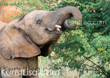 Lade das Bild in den Galerie-Viewer, Seitliche-Aufnahme-eines-Elefanten-Baby-mit-Stoßzähen-beim-Essen-in-Wildnis-in-Südafrika-Format-A3-und-A4
