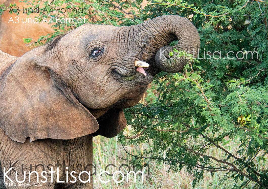 Seitliche-Aufnahme-eines-Elefanten-Baby-mit-Stoßzähen-beim-Essen-in-Wildnis-in-Südafrika-Format-A3-und-A4