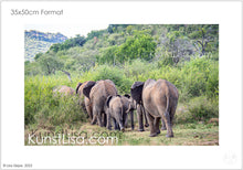 Lade das Bild in den Galerie-Viewer, Ansicht-von-Hinten-einer-Elefanten-Herde-die-durch-Pfad-durch-grüne-Büsche-läuft-in-freier-Wildbahn-in-Südafrika-Format-35x50cm
