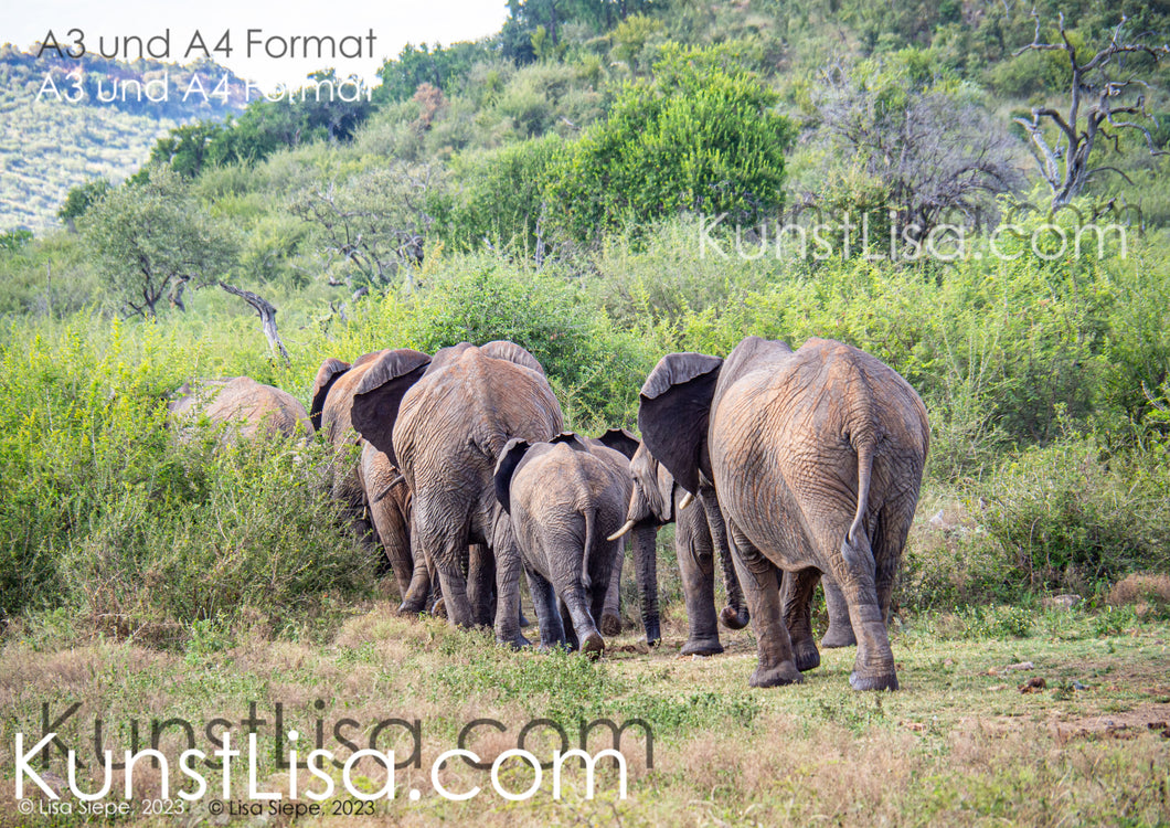 Ansicht-von-Hinten-einer-Elefanten-Herde-die-durch-Pfad-durch-grüne-Büsche-läuft-in-freier-Wildbahn-in-Südafrika-Format-A3-und-A4