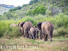 Lade das Bild in den Galerie-Viewer, Ansicht-von-Hinten-einer-Elefanten-Herde-die-durch-Pfad-durch-grüne-Büsche-läuft-in-freier-Wildbahn-in-Südafrika
