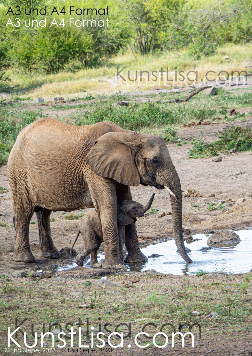 Seitliche-Aufnahme-von-Elefanten-Baby-mit-Mutter-am-Wasserloch-in-Wildnis-in-Südafrika-Format-A3-und-A4
