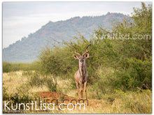 Lade das Bild in den Galerie-Viewer, Tierfotografie &quot;Kudu mit gigantischem Geweih&quot; - Südafrika
