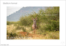 Lade das Bild in den Galerie-Viewer, Frontansicht-eines-braunen-Kudus-mit-gigantischem-Geweih-in-Wildnis-auf-Safari-in-Südafrika-im-Hintergrund-grüne-Büsche-und-begrünter-Berg-Format-35x50cm

