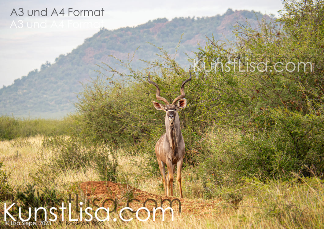 Frontansicht-eines-braunen-Kudus-mit-gigantischem-Geweih-in-Wildnis-auf-Safari-in-Südafrika-im-Hintergrund-grüne-Büsche-und-begrünter-Berg-Format-A3-und-A4