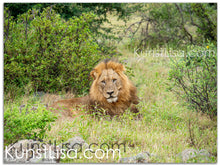 Lade das Bild in den Galerie-Viewer, Tierfotografie &quot;Löwe in freier Wildbahn&quot; - Südafrika
