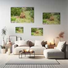 Lade das Bild in den Galerie-Viewer, Tierfotografie &quot;Löwe in freier Wildbahn&quot; - Südafrika
