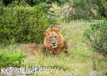 Lade das Bild in den Galerie-Viewer, Liegender-Löwe-im-Gras-vor-Büschen-Frontansicht-Gesicht-grüne-Büsche-im-Hintergrund-in-Wildnis-in-Südafrika-Format-A3-und-A4
