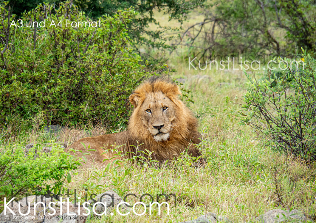 Liegender-Löwe-im-Gras-vor-Büschen-Frontansicht-Gesicht-grüne-Büsche-im-Hintergrund-in-Wildnis-in-Südafrika-Format-A3-und-A4