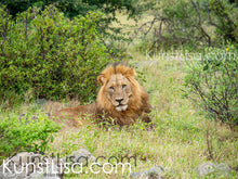 Lade das Bild in den Galerie-Viewer, Liegender-Löwe-im-Gras-vor-Büschen-Frontansicht-Gesicht-grüne-Büsche-im-Hintergrund-in-Wildnis-in-Südafrika
