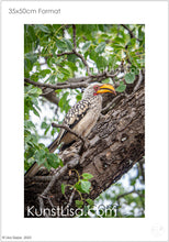 Lade das Bild in den Galerie-Viewer, Seitenansicht-eines-Gelbschnabel-Nashornvogels-auf-Baumstamm-in-grünen-Baum-in-Wildnis-in-Südafrika-Format-35x50cm
