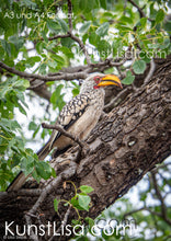 Lade das Bild in den Galerie-Viewer, Seitenansicht-eines-Gelbschnabel-Nashornvogels-auf-Baumstamm-in-grünen-Baum-in-Wildnis-in-Südafrika-Format-A3-und-A4
