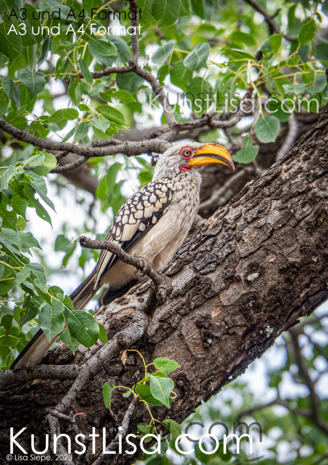 Seitenansicht-eines-Gelbschnabel-Nashornvogels-auf-Baumstamm-in-grünen-Baum-in-Wildnis-in-Südafrika-Format-A3-und-A4