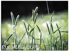 Lade das Bild in den Galerie-Viewer, Naturfotografie &quot;Gras im Morgentau&quot; - Deutschland
