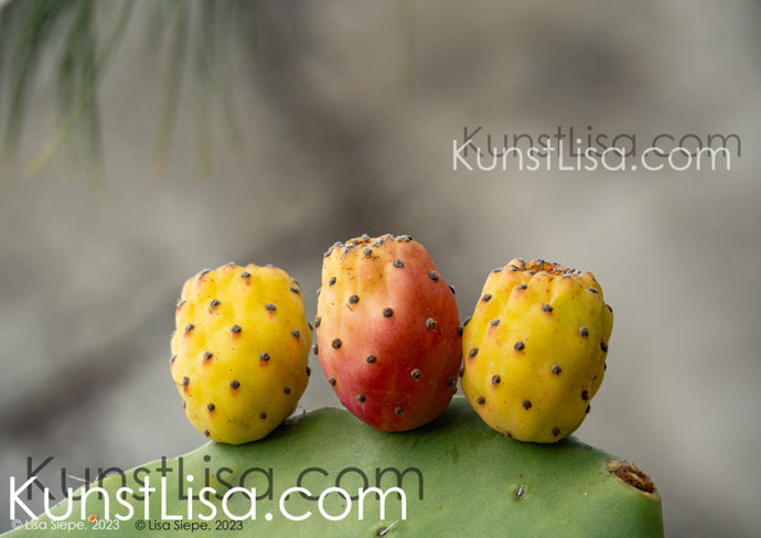 Makro/Nahaufnahme-drei-orange-rot-gelbe-Kaktusfeigen-Früchte-an-grünem-Kaktus-mit-Stacheln-vor-hellem-Hintergrund-Natur-in-Peru