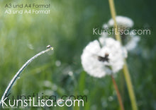 Lade das Bild in den Galerie-Viewer, Grünes-Gras-und-weiße-Löwenzahnblüte-Pusteblume-im-Morgentau-Fliege-auf-Grashalm-Natur-in-Deutschland-Format-A3-und-A4
