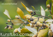 Lade das Bild in den Galerie-Viewer, Nahaufnahme-von-den-gelben-Früchten-und-gelben-Blätter-an-den-Ästen-der-grauen-Mangrove-Avicennia-marina-im-Mangrovenwald-in-Neuseeland-Format-A3-und-A4
