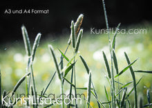 Lade das Bild in den Galerie-Viewer, Grünes-Gras-Blüte-vom-Rohr-Fuchsschwanz-vor-schwarzem-Hintergrund-Makro-Nahaufnahme-in-Deutschland-Format-A3-und-A4
