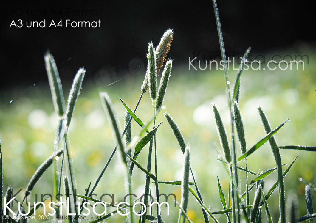 Grünes-Gras-Blüte-vom-Rohr-Fuchsschwanz-vor-schwarzem-Hintergrund-Makro-Nahaufnahme-in-Deutschland-Format-A3-und-A4