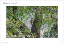 Lade das Bild in den Galerie-Viewer, Seitenansicht-vom-Südanden-Specht-Vogel-auf-Stamm-im-grünen-Baum-in-Wildnis-von-Peru-Format-35x50cm
