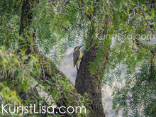 Lade das Bild in den Galerie-Viewer, Seitenansicht-vom-Südanden-Specht-Vogel-auf-Stamm-im-grünen-Baum-in-Wildnis-von-Peru
