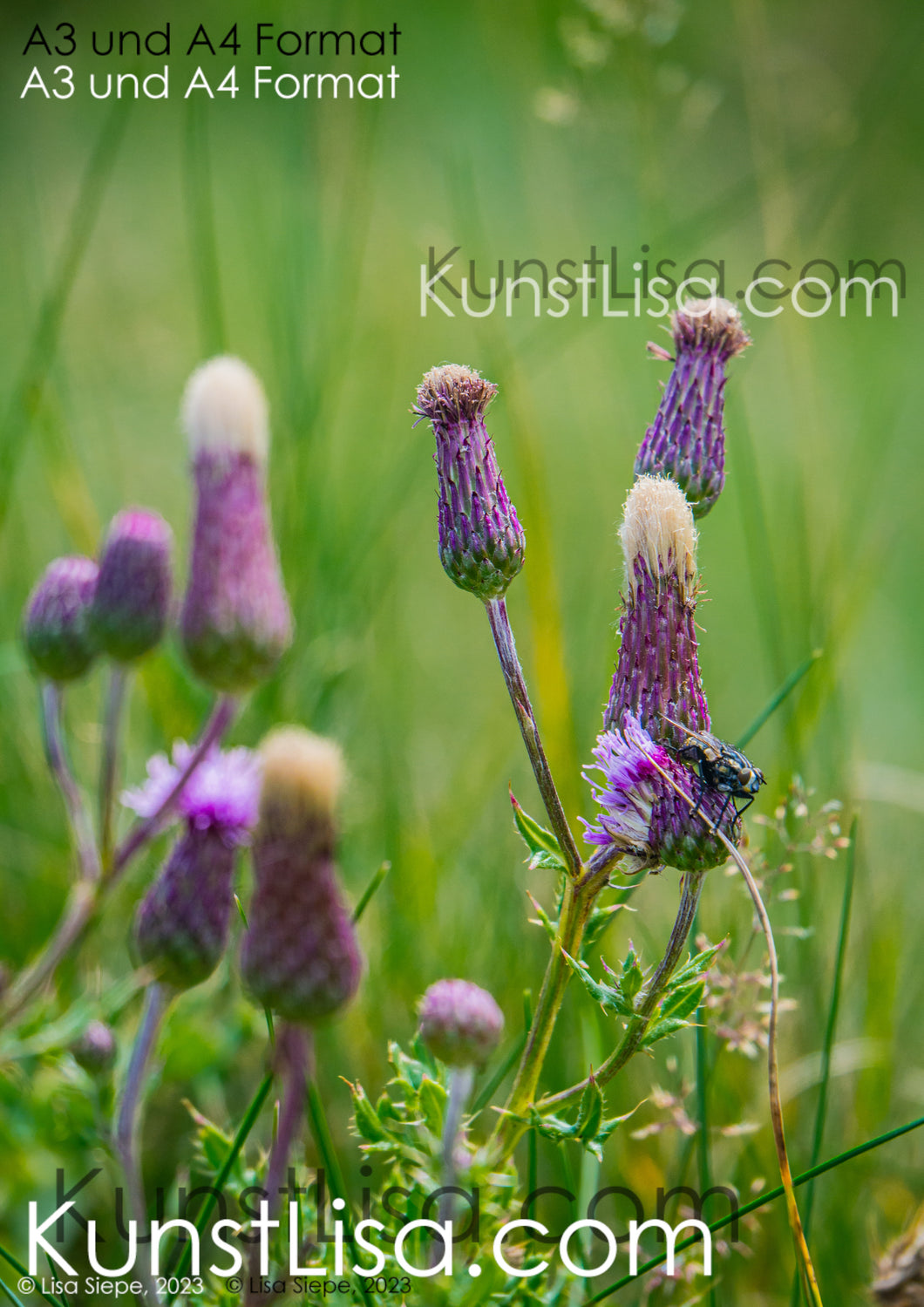 Detailaufnahme-von-den-lila-Blüten-der-Ackerdistel-Fliege-auf-Blüte-Natur-in-Neuseeland-Format-A3-und-A4