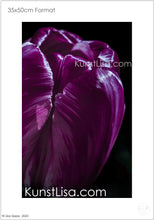 Lade das Bild in den Galerie-Viewer, Nahaufnahme-von-lila-pinker-Tulpe-Blume-vor-schwarzem-Hintergrund-Deutschland-Format-35x50cm
