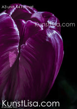 Lade das Bild in den Galerie-Viewer, Nahaufnahme-von-lila-pinker-Tulpe-Blume-vor-schwarzem-Hintergrund-Deutschland-Format-A3-und-A4
