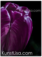 Lade das Bild in den Galerie-Viewer, Naturfotografie &quot;Tulpe in Dunkelheit&quot; - Deutschland
