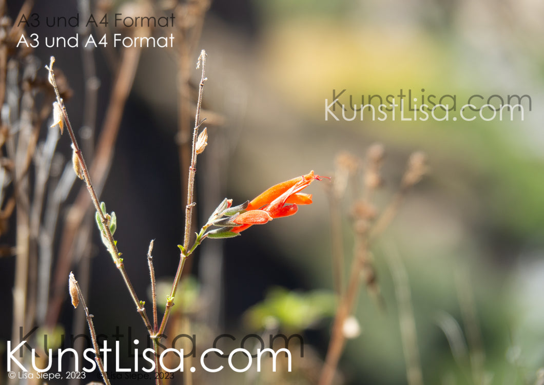 Detailaufnahme-von-roter-Blüte-einer-Salbeigattung-Salvia-haenkei-vor-hellem-Hintergrund-Natur-in-Peru-Format-A3-und-A4