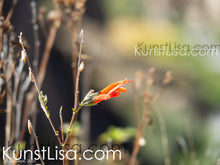 Lade das Bild in den Galerie-Viewer, Detailaufnahme-von-roter-Blüte-einer-Salbeigattung-Salvia-haenkei-vor-hellem-Hintergrund-Natur-in-Peru
