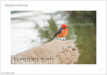 Lade das Bild in den Galerie-Viewer, Seitenansicht-von-rotem-Vogel-Galapagos-Rubintyrann-auf-Palmen-Baumstamm-bei-der-Huacachina-Oase-in-Peru-Format-35x50cm
