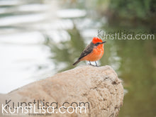 Lade das Bild in den Galerie-Viewer, Seitenansicht-von-rotem-Vogel-Galapagos-Rubintyrann-auf-Palmen-Baumstamm-bei-der-Huacachina-Oase-in-Peru
