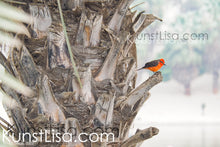 Lade das Bild in den Galerie-Viewer, Seitenansicht-von-rotem-Vogel-Galapagos-Rubintyrann-auf-Palme-bei-der-Huacachina-Oase-in-Peru
