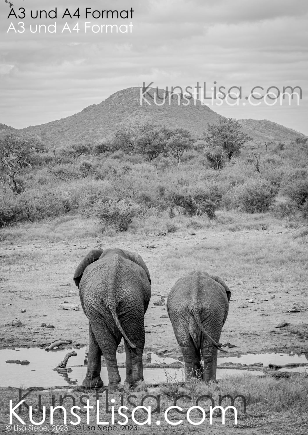 schwarz-weiß-Aufnahme-Ansicht-von-Hinten-Zwei-Elefanten-am-Wasserloch-in-freier-Wildbahn-Berge-im-Hintergrund-in-Südafrika-Format-A3-und-A4