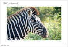Lade das Bild in den Galerie-Viewer, Seitliche-Ansicht-von-einem-Zebrakopf-vor-grünem-Hintergrund-mit-Büschen-und-Bäumen-in-der-Wildnis-Südafrikas-Format-35x50cm
