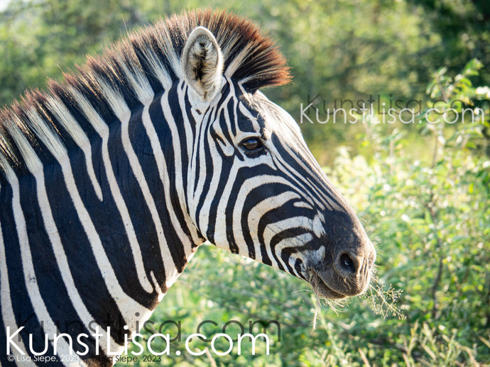 Seitliche-Ansicht-von-einem-Zebrakopf-vor-grünem-Hintergrund-mit-Büschen-und-Bäumen-in-der-Wildnis-Südafrikas